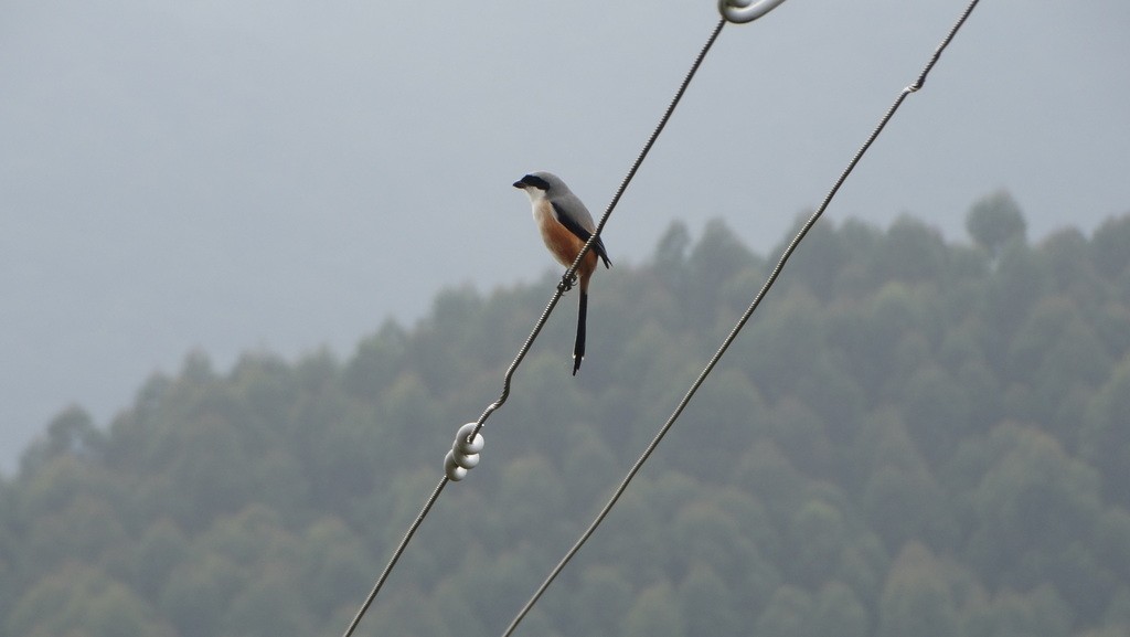 Long-tailed Shrike - ML128304711