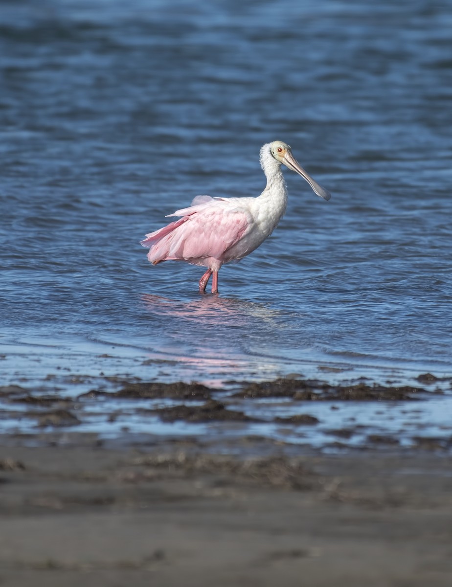 Roseate Spoonbill - ML128305611