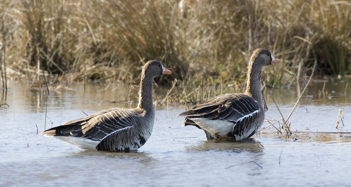 Greater White-fronted Goose - Carl Giometti 🍹