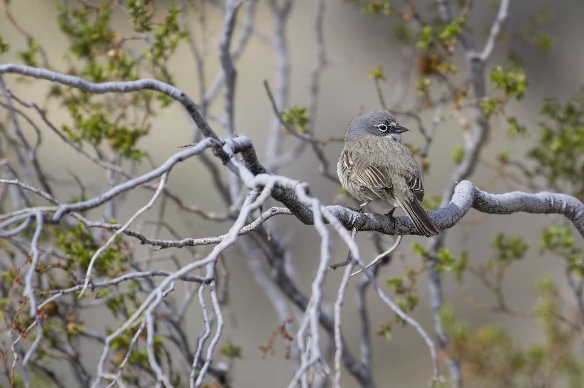 Sagebrush/Bell's Sparrow (Sage Sparrow) - ML128306051