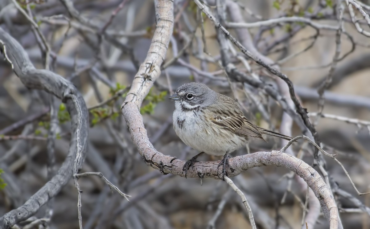 Sagebrush/Bell's Sparrow (Sage Sparrow) - ML128306071
