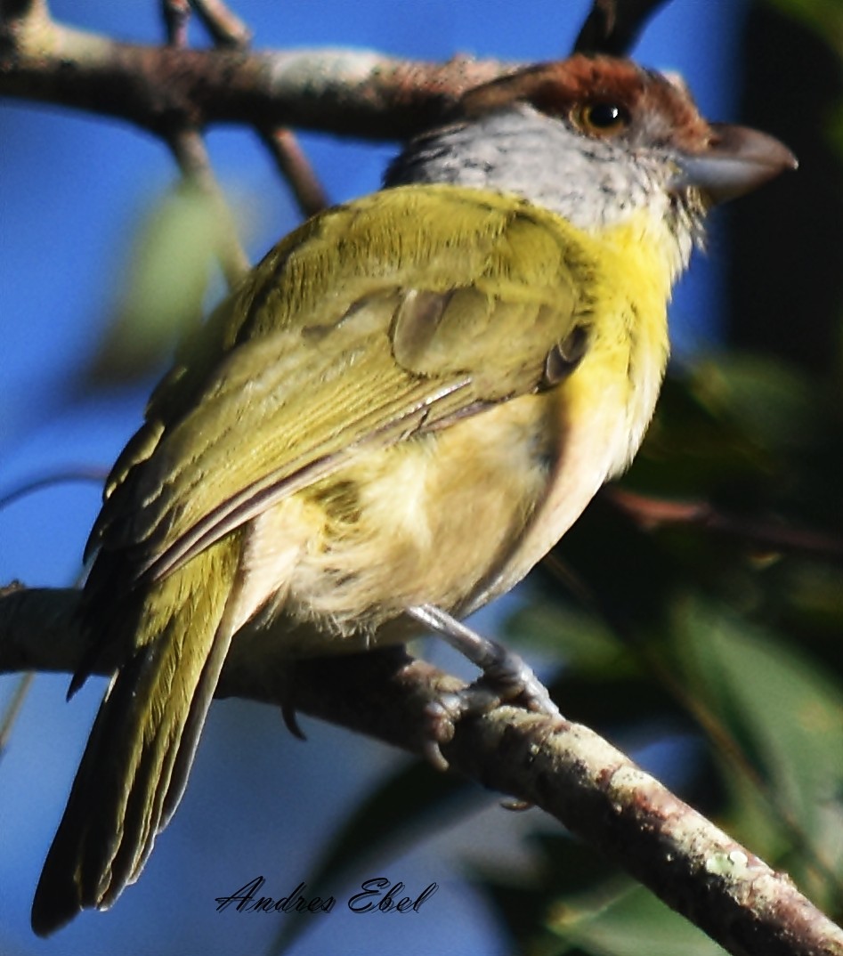 Rufous-browed Peppershrike - ML128306121