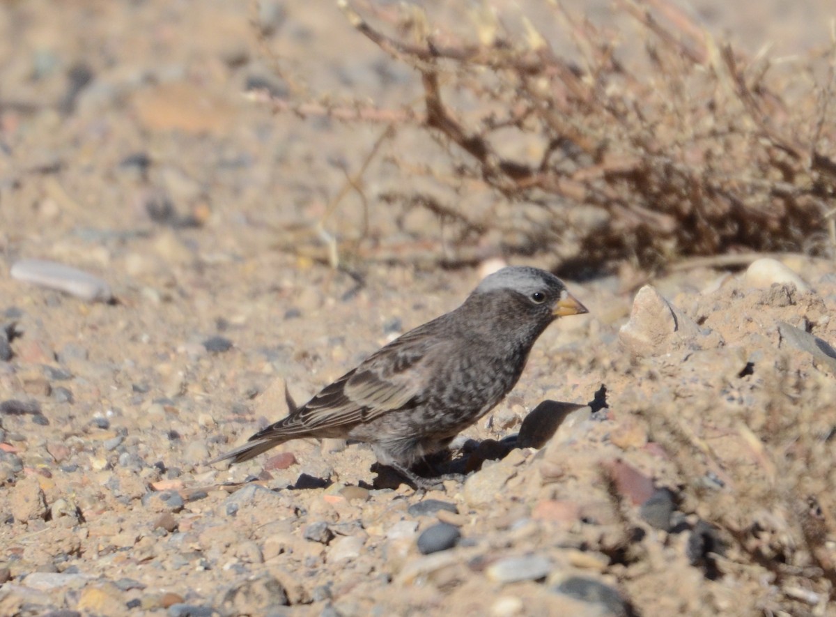 Black Rosy-Finch - ML128306751