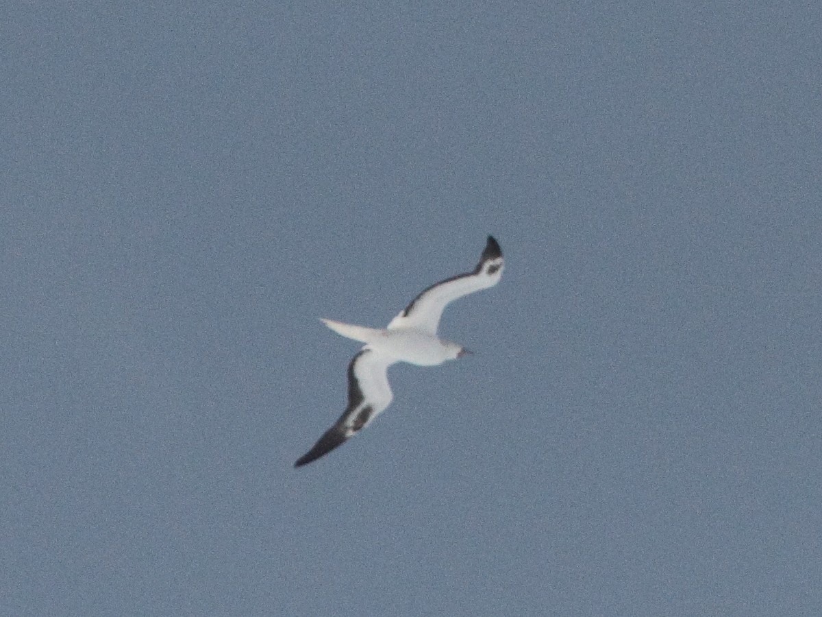 Red-footed Booby - Rebecca Middleton