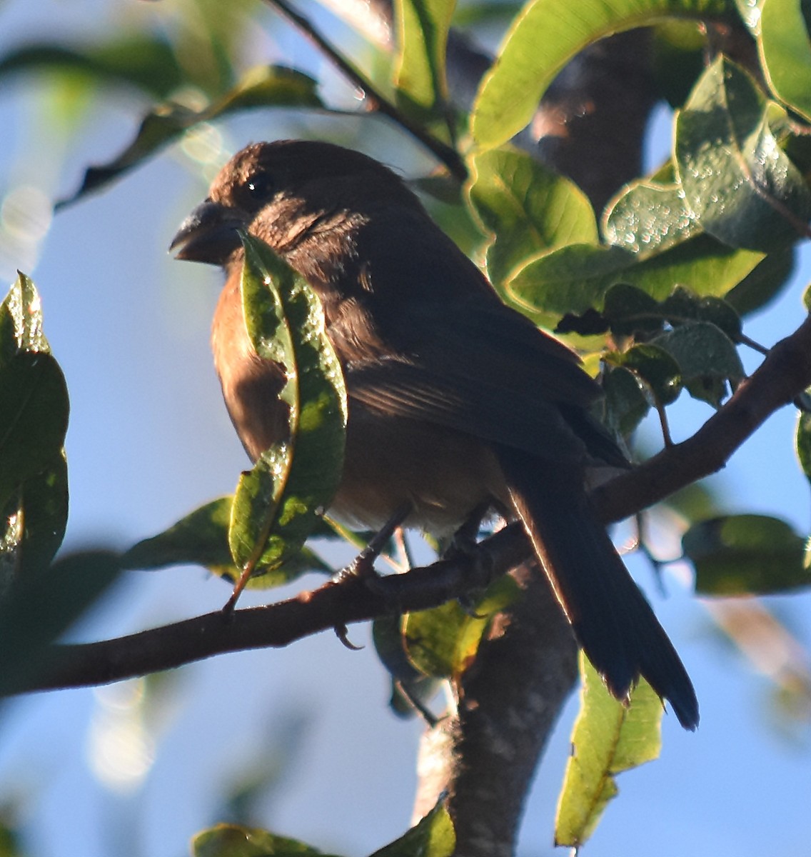 Ultramarine Grosbeak - ML128308391