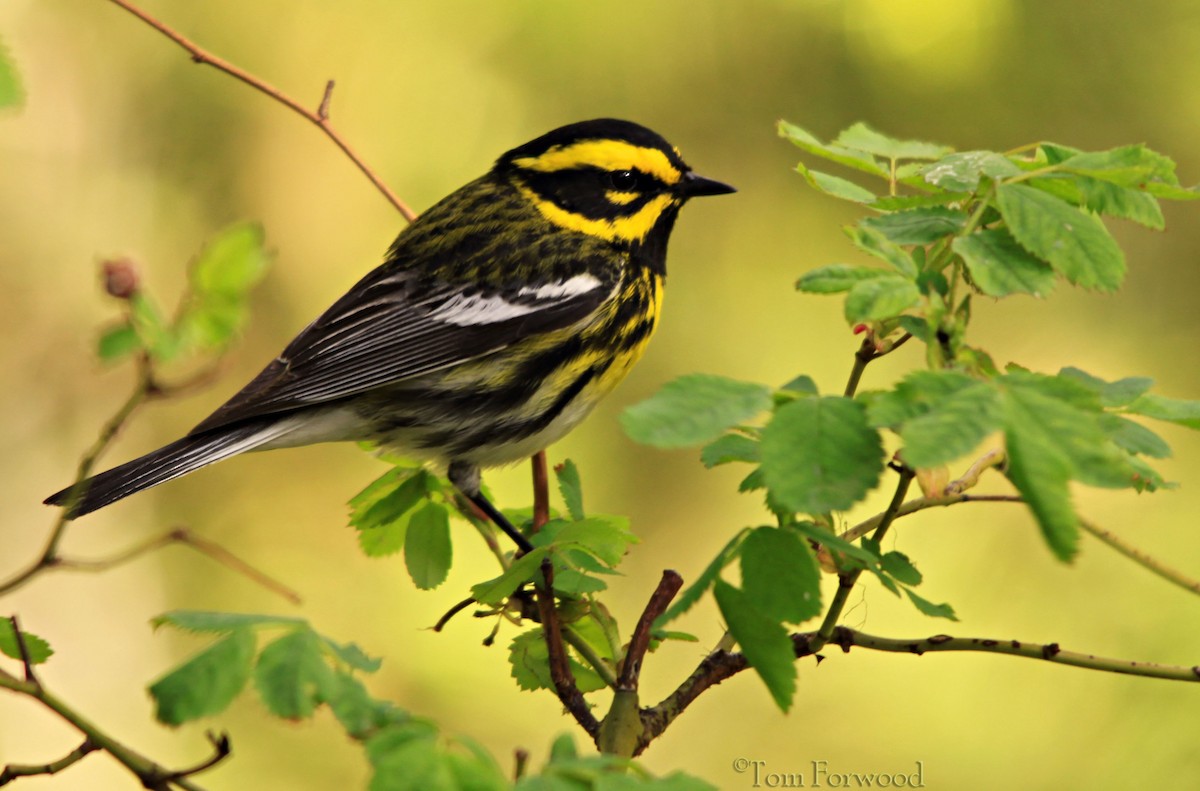 Townsend's Warbler - ML128308481