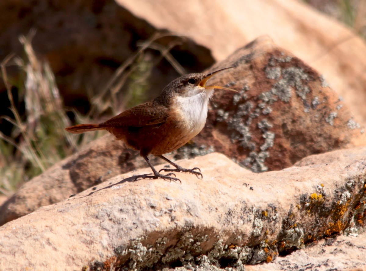 Canyon Wren - ML128308591