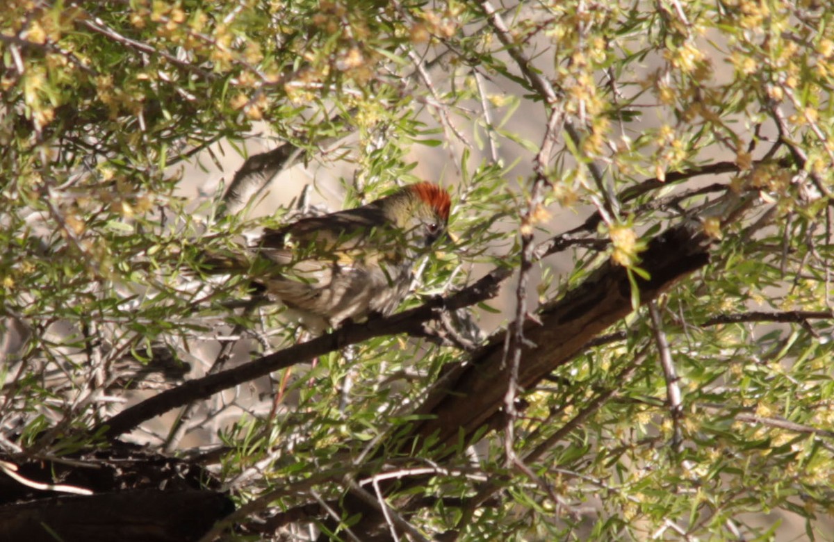 Green-tailed Towhee - ML128308601