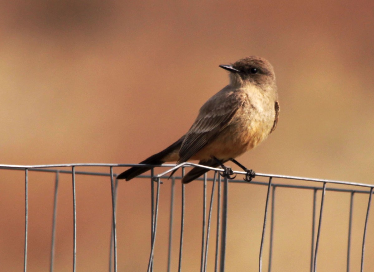 Say's Phoebe - ML128308691