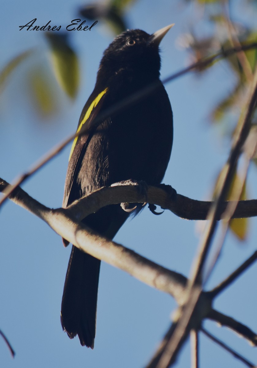 Golden-winged Cacique - ML128308871