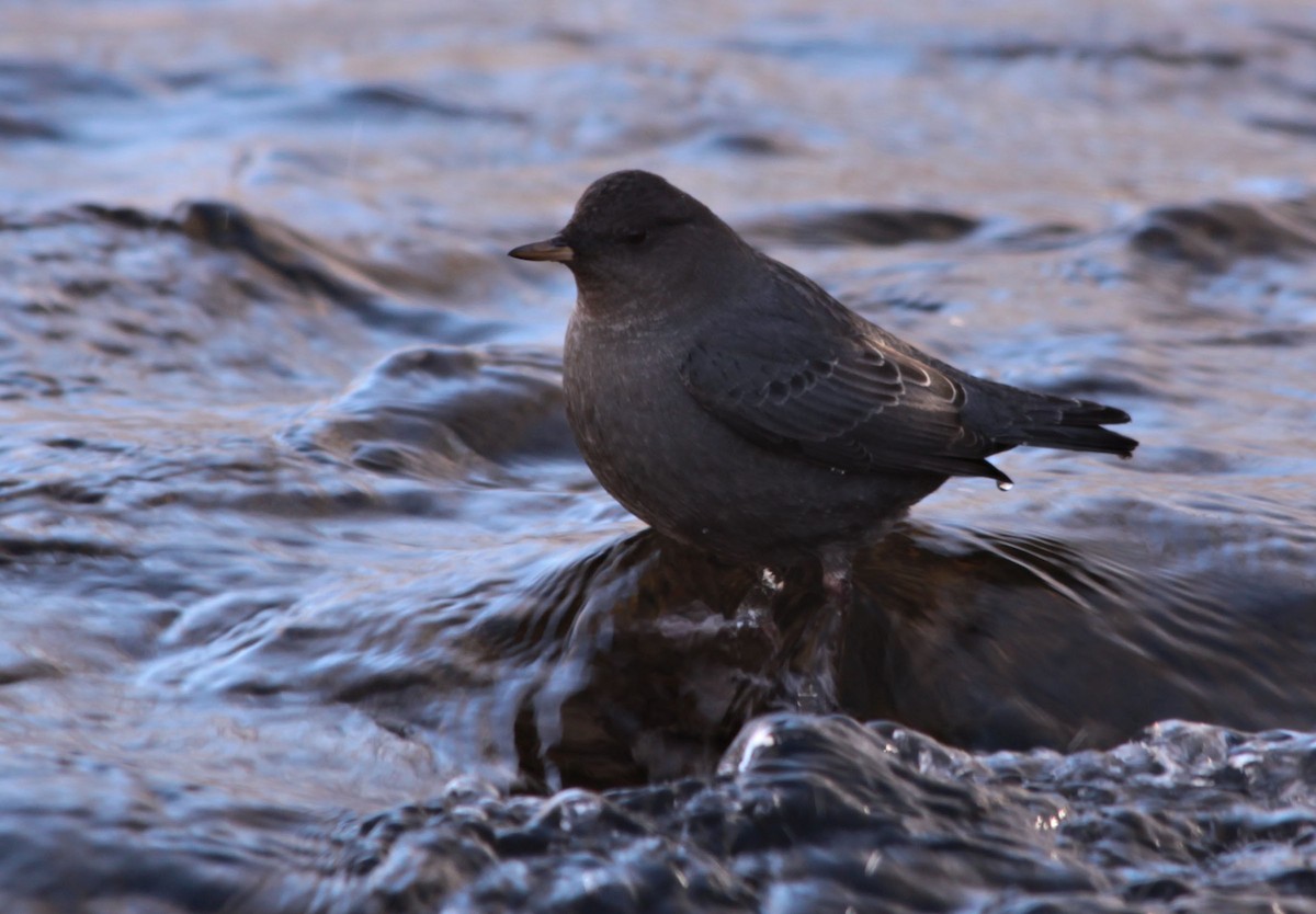 American Dipper - ML128309231