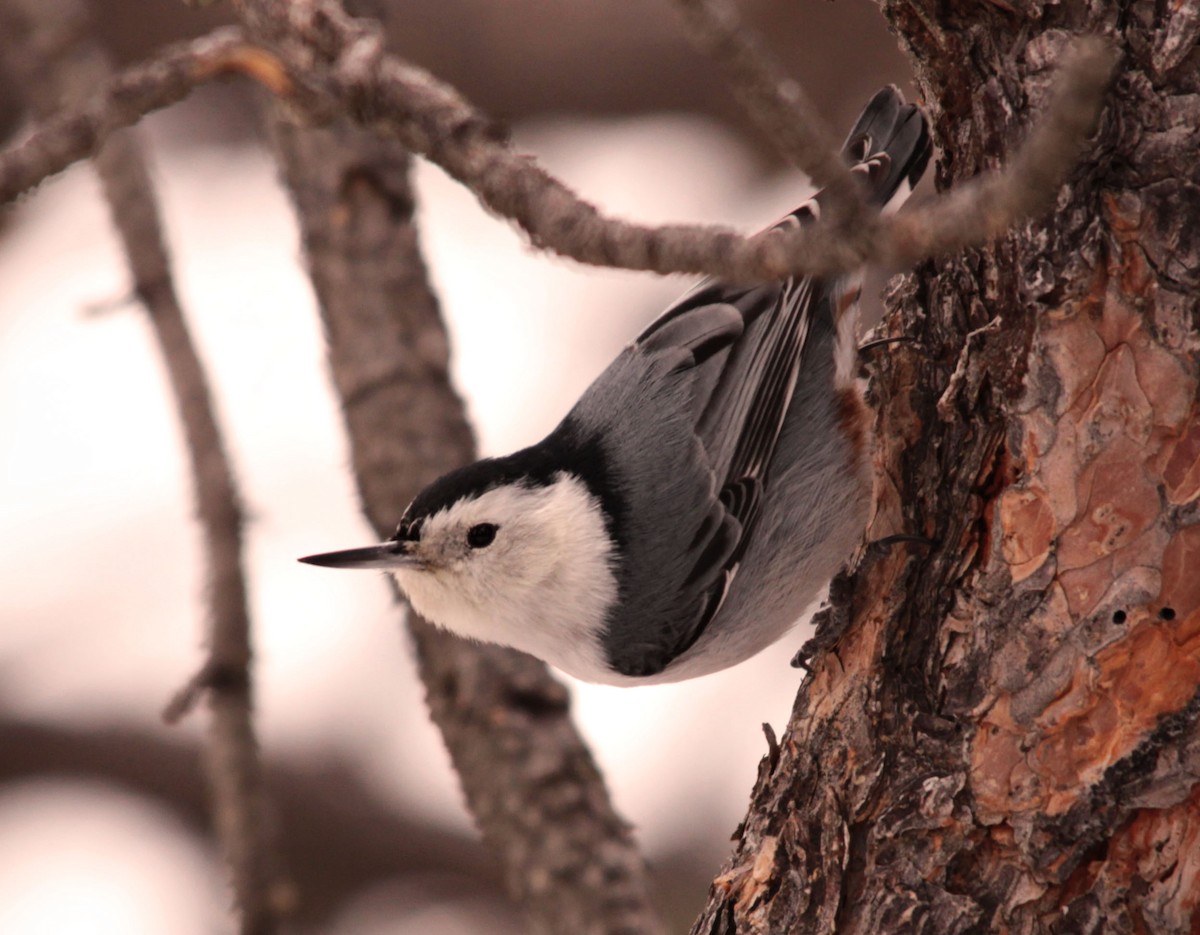 White-breasted Nuthatch - ML128309411