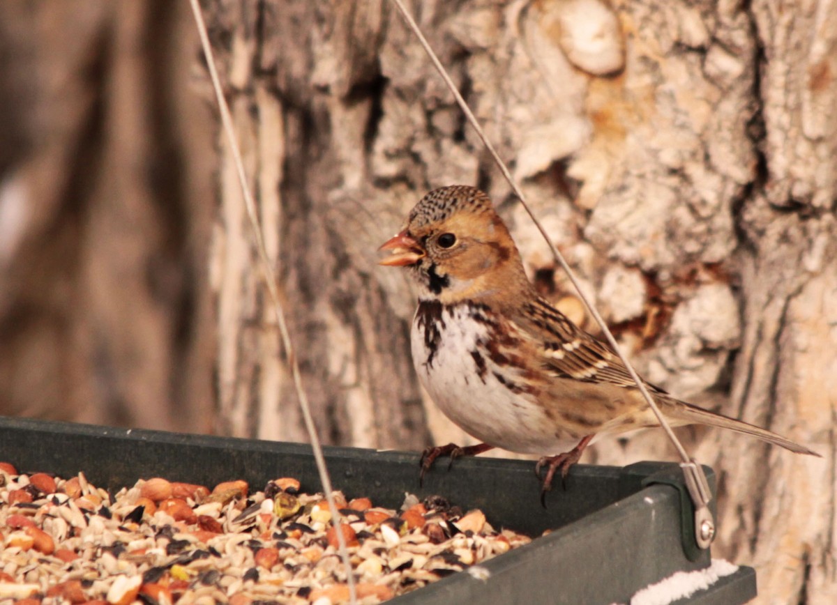 Harris's Sparrow - ML128309461