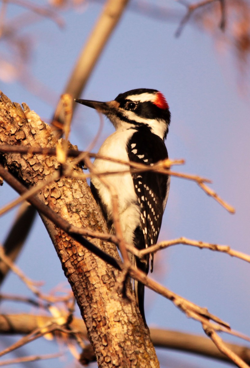 Hairy Woodpecker - Tom Forwood JR
