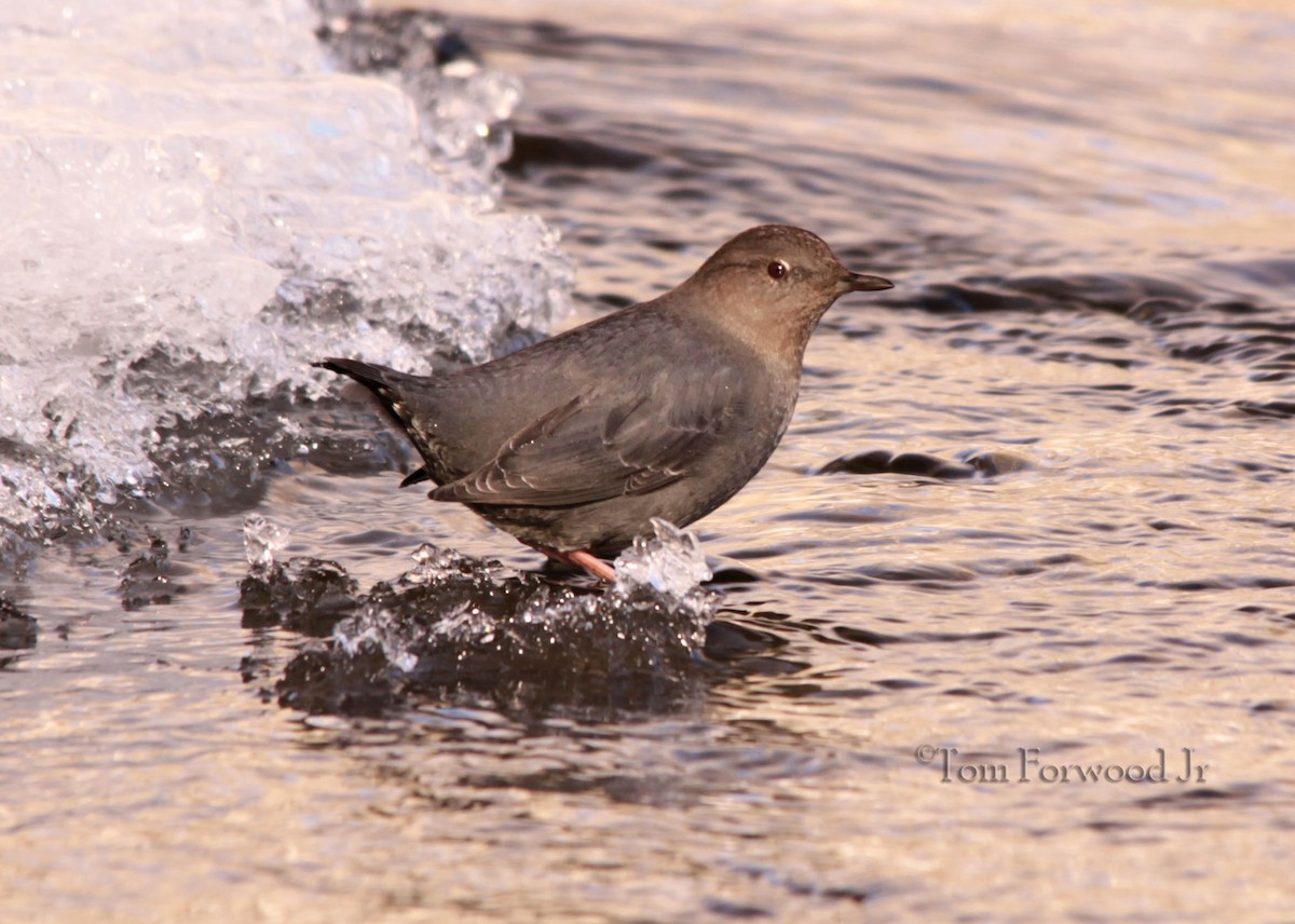 American Dipper - ML128309531