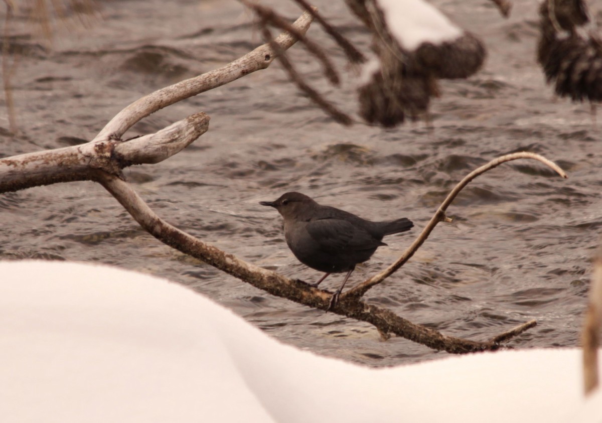 American Dipper - ML128309631