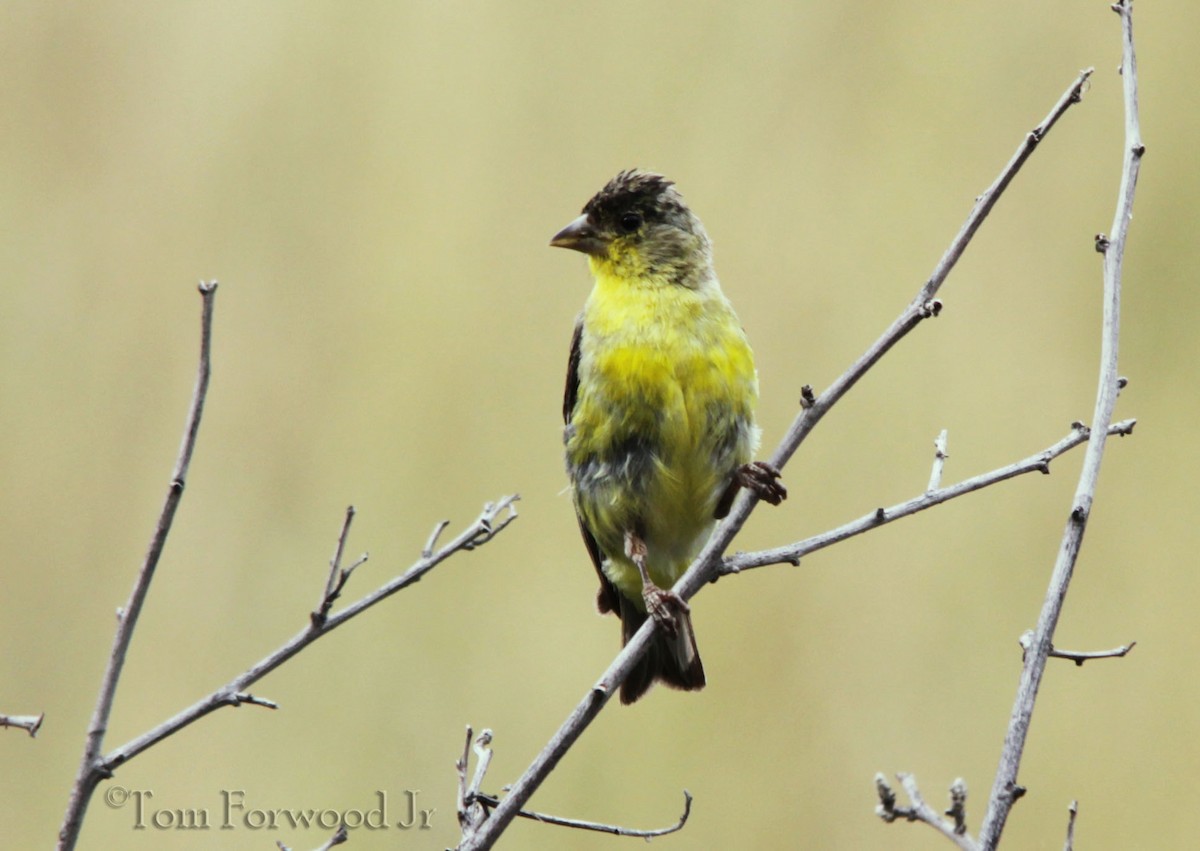 Lesser Goldfinch - ML128310361