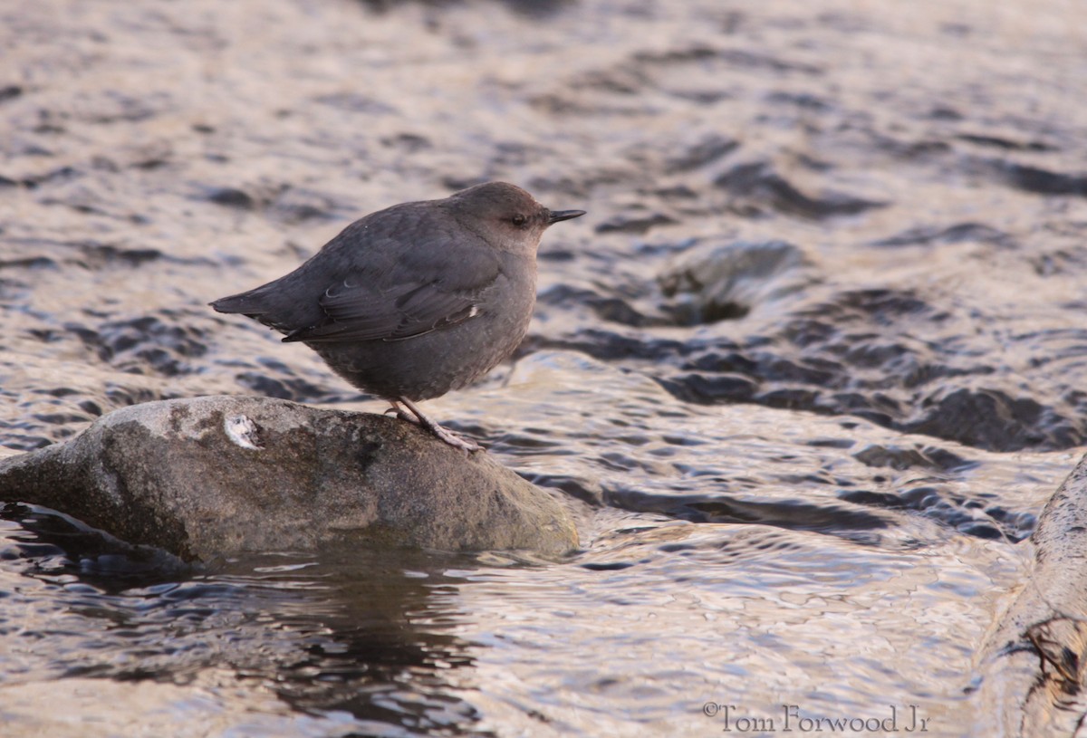 American Dipper - Tom Forwood JR