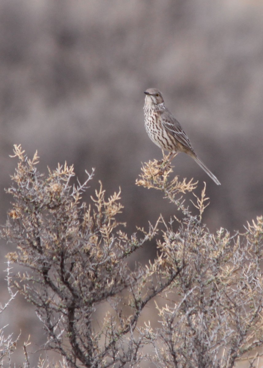 Sage Thrasher - ML128310751