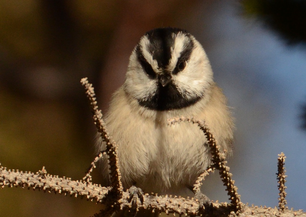 Mountain Chickadee - ML128311211