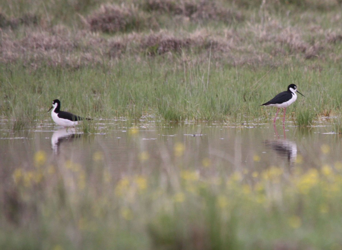 Black-necked Stilt - ML128311301