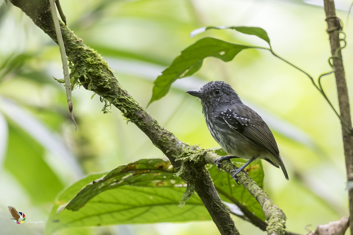Streak-crowned Antvireo - Fernando Burgalin Sequeria