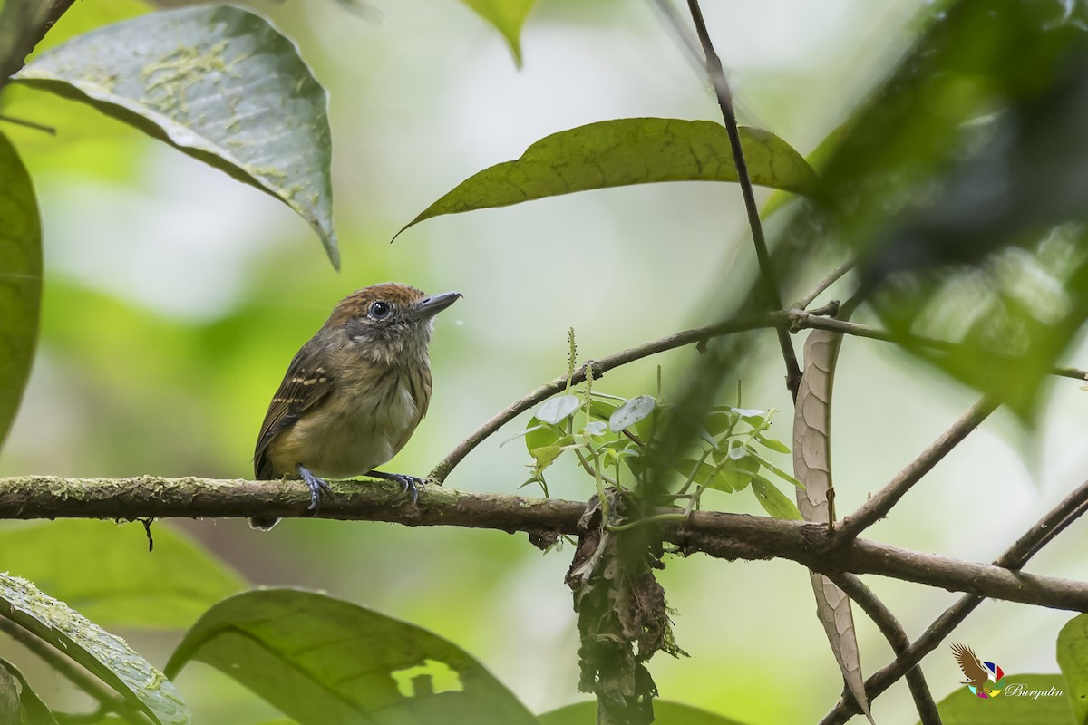 Streak-crowned Antvireo - ML128311971