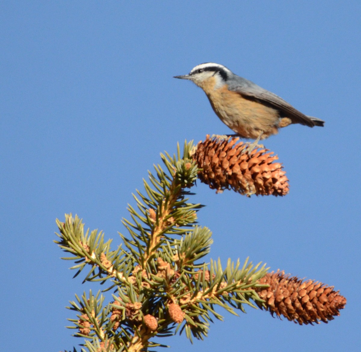 Red-breasted Nuthatch - ML128312431