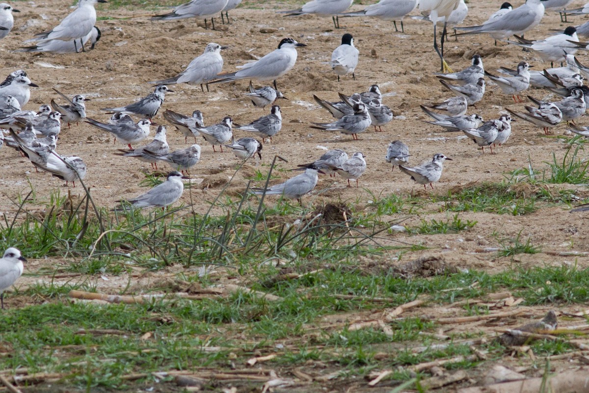 Whiskered Tern - ML128312451