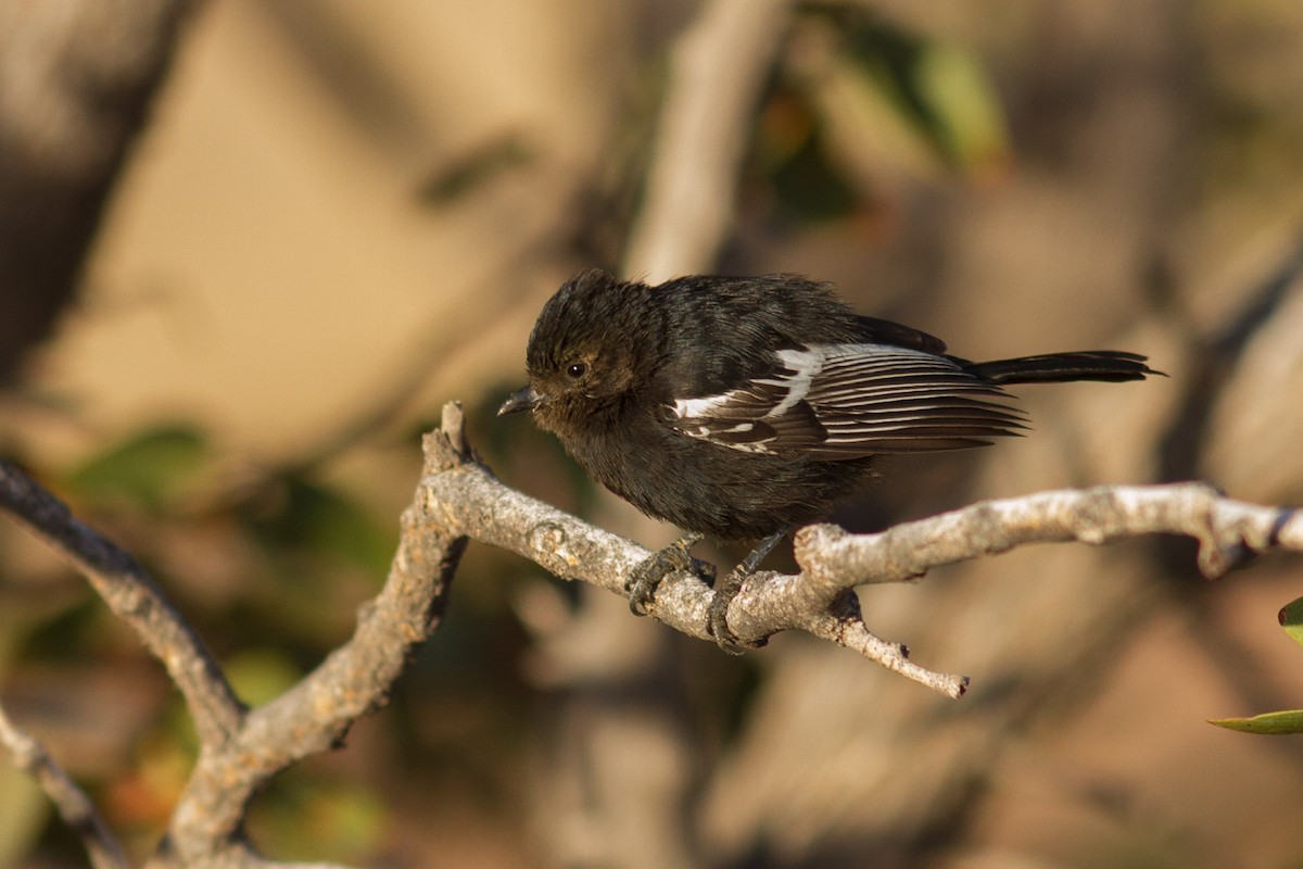 Carp's Tit - Josh Engel