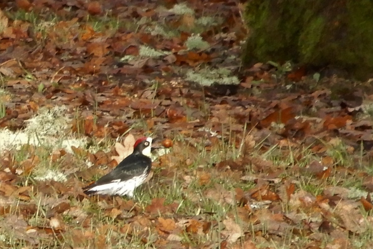 Acorn Woodpecker - ML128312751