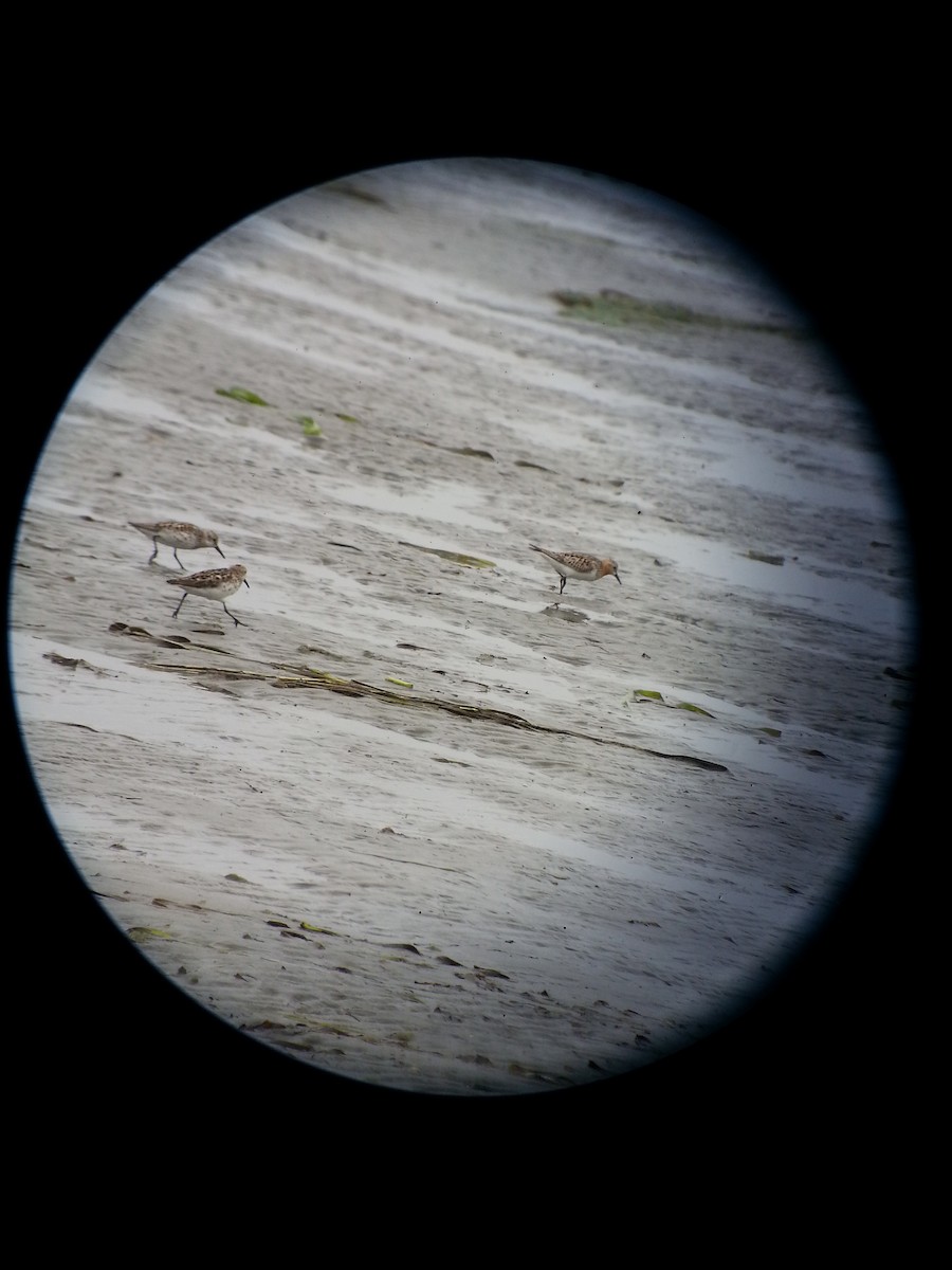 Red-necked Stint - ML128314731