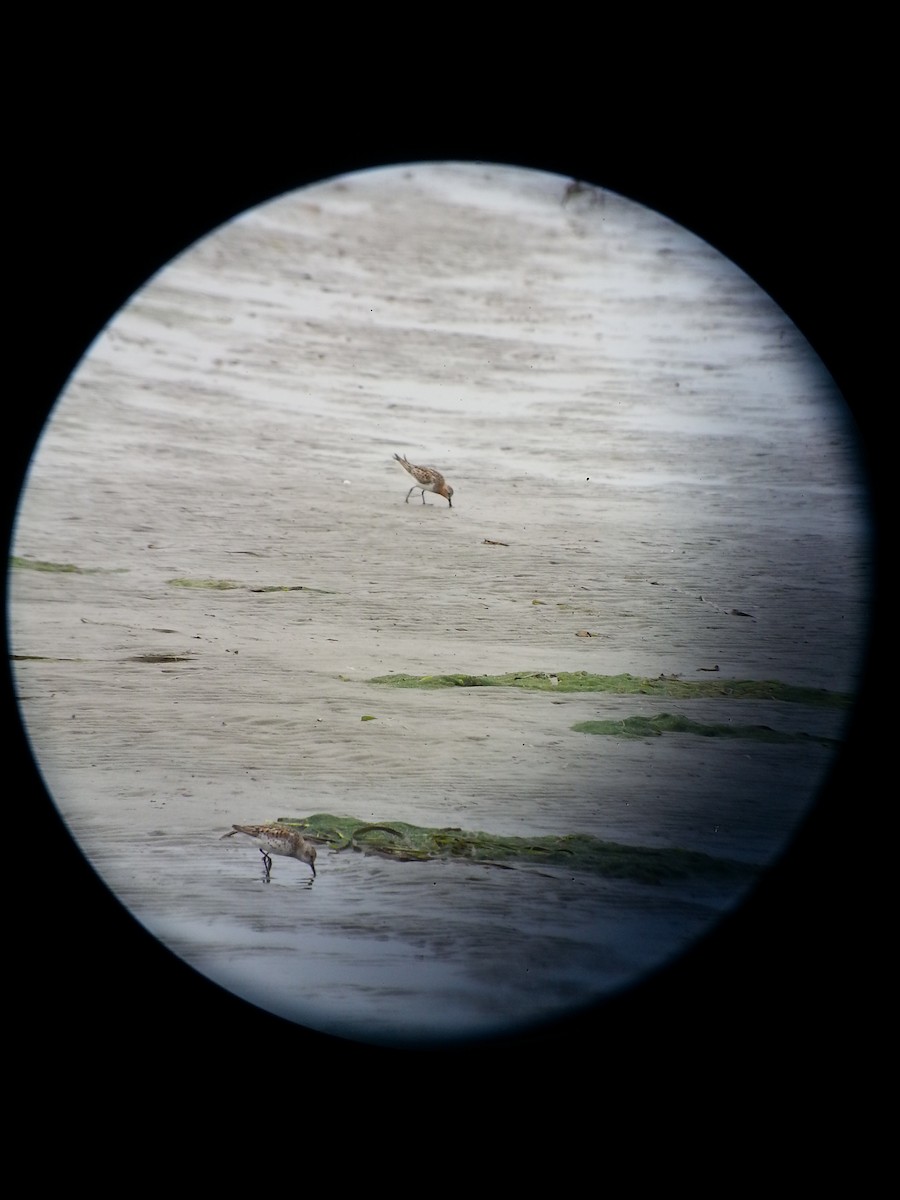 Rotkehl-Strandläufer - ML128314821