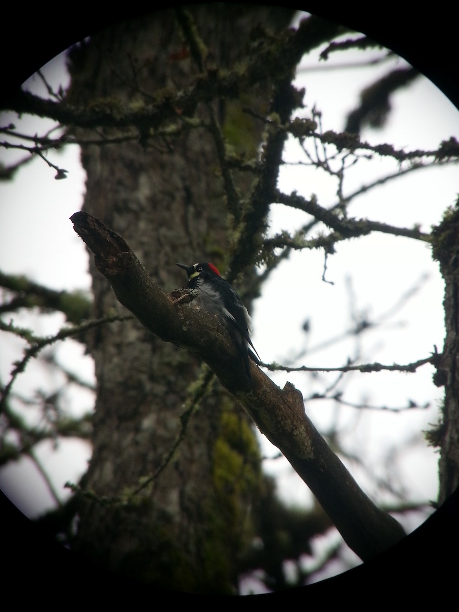 Acorn Woodpecker - ML128315541
