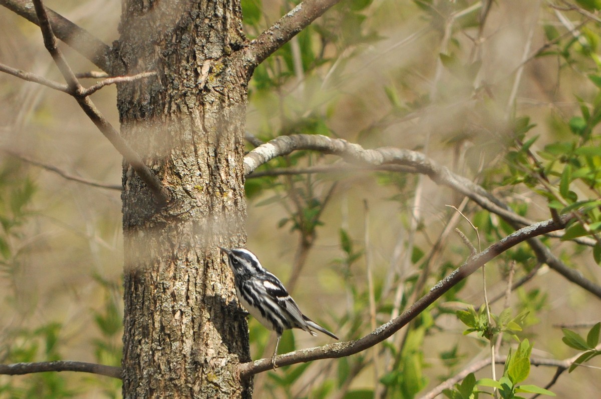 Black-and-white Warbler - ML128316101