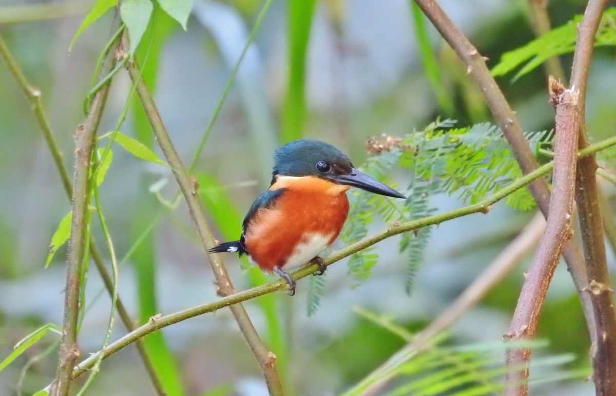 American Pygmy Kingfisher - ML128316171