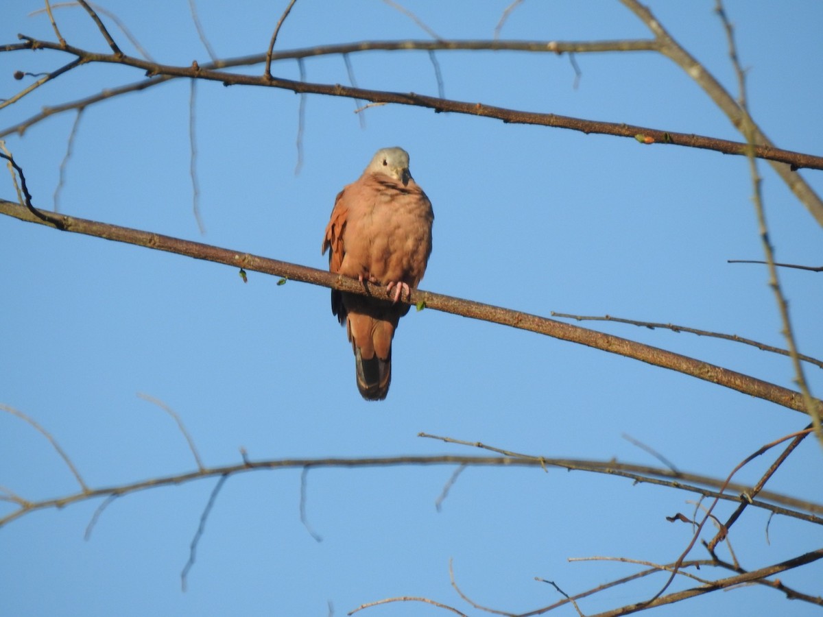 Ruddy Ground Dove - ML128316421