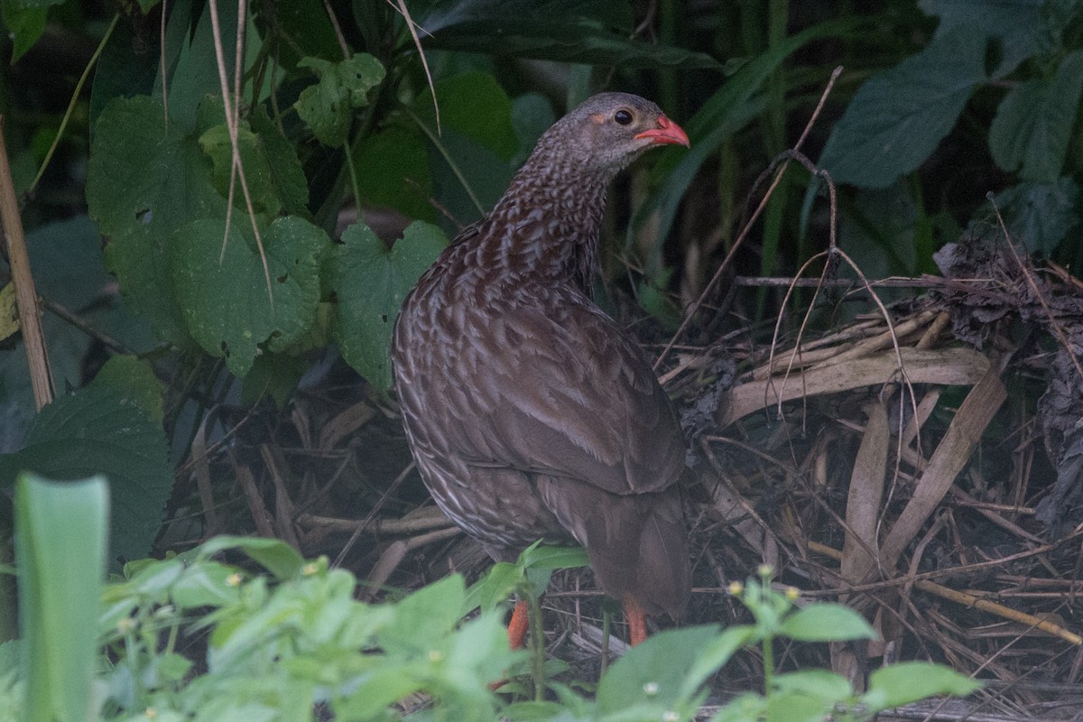 Scaly Spurfowl - ML128316651