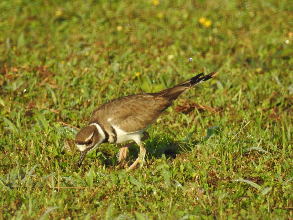 Killdeer - Jane Crawford