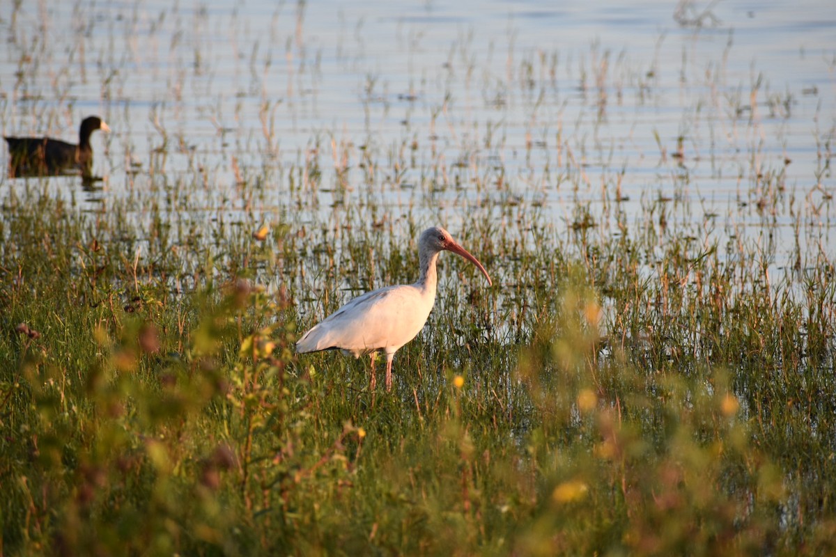 Ibis blanc - ML128317131