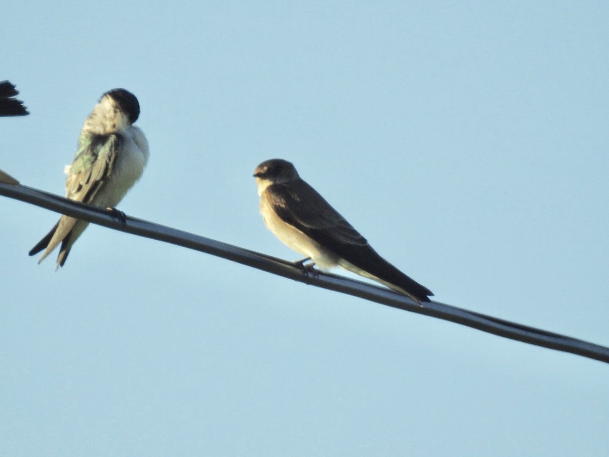 Golondrina Aserrada (grupo serripennis) - ML128317581