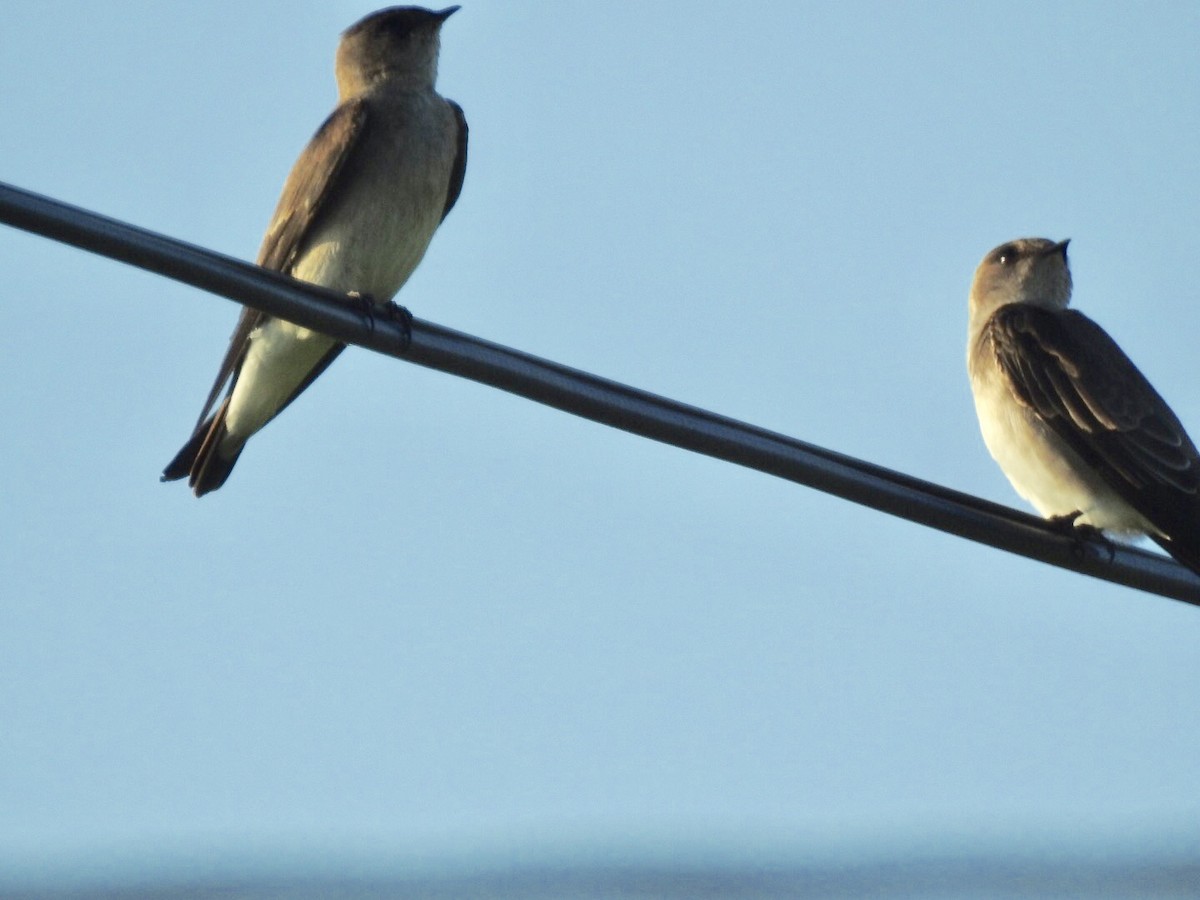 Golondrina Aserrada (grupo serripennis) - ML128317591