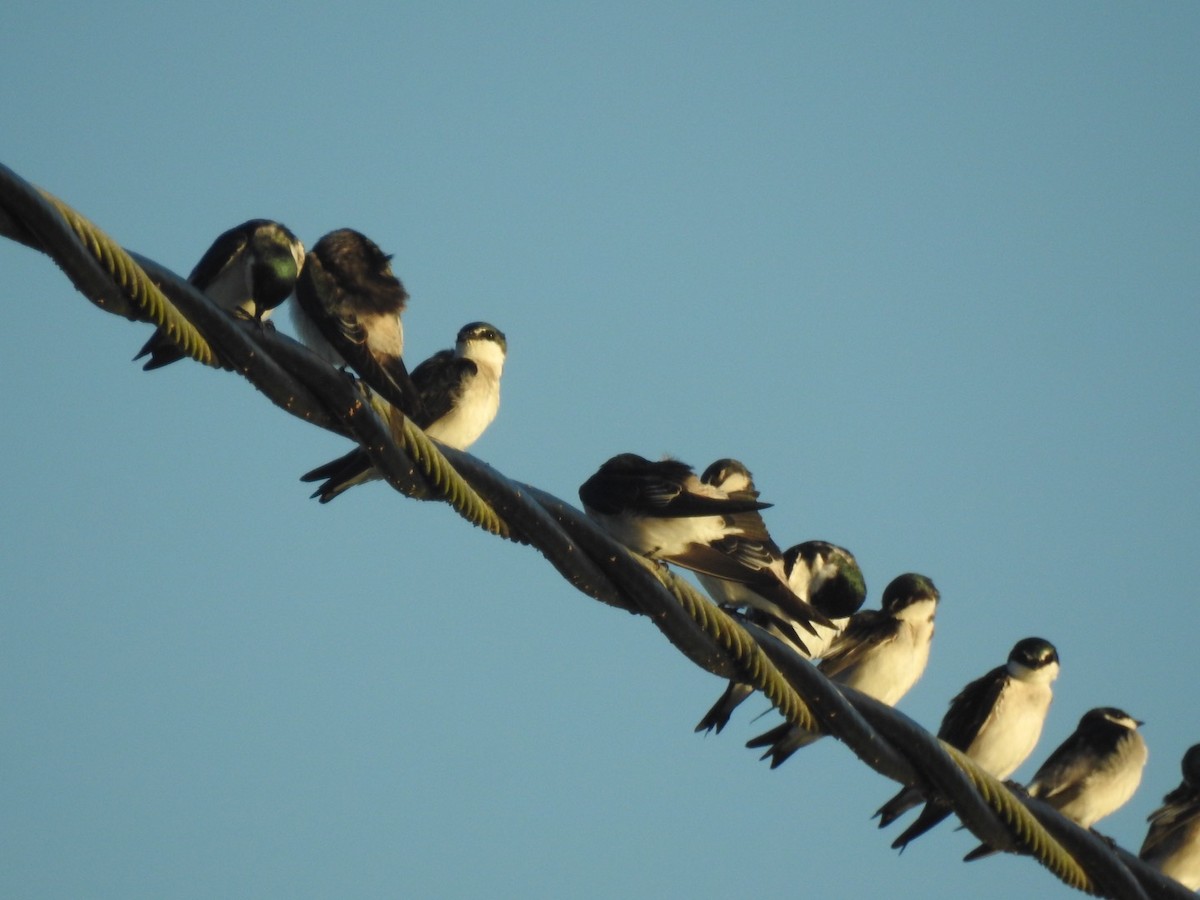 Mangrove Swallow - Jane Crawford