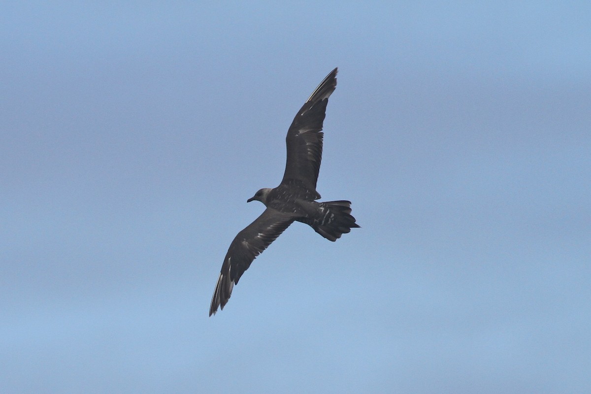 Long-tailed Jaeger - Robert Hamilton