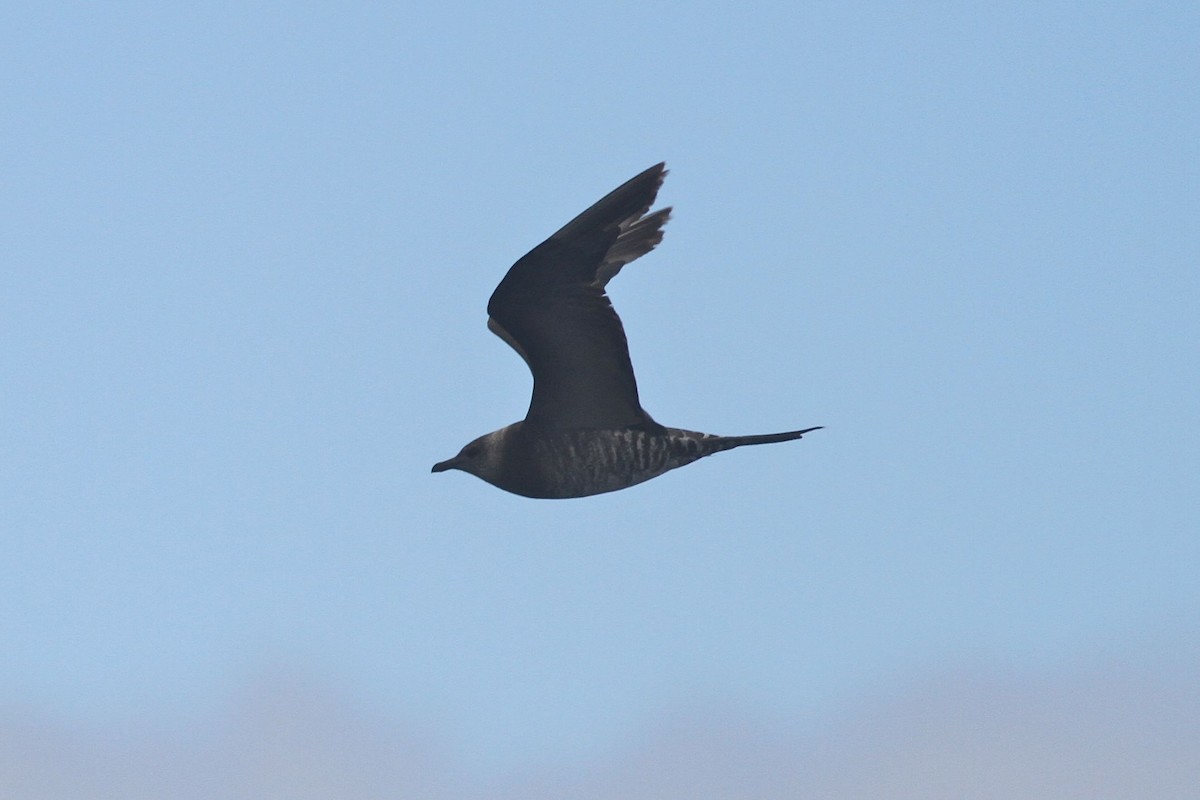 Long-tailed Jaeger - Robert Hamilton