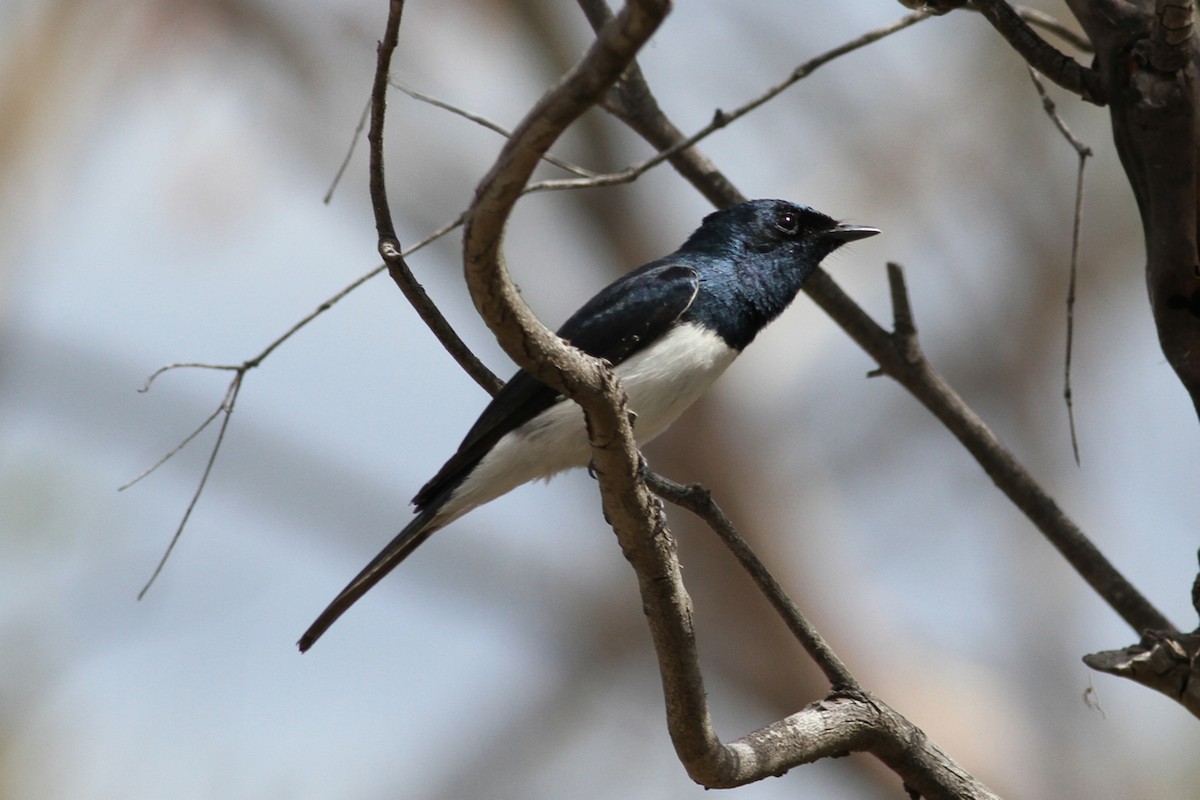 Satin Flycatcher - ML128319151