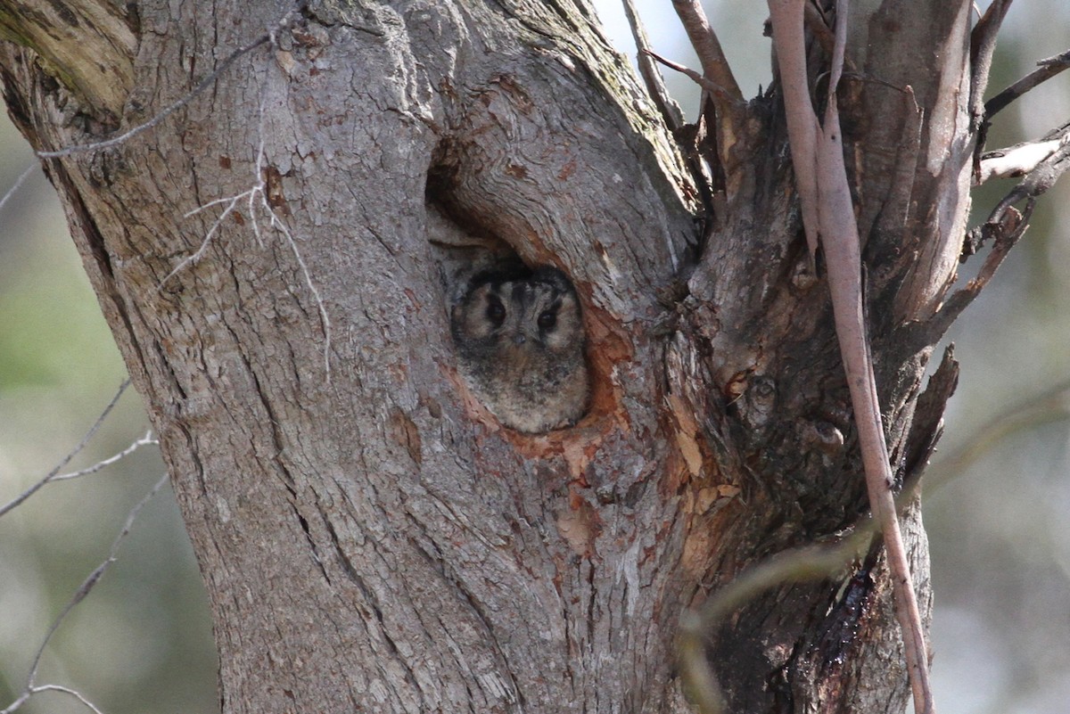 Australian Owlet-nightjar - ML128319161