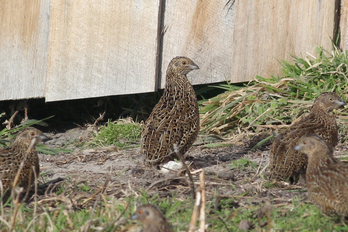 Brown Quail - Robert Hamilton