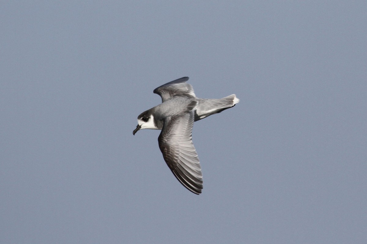 Blue Petrel - Robert Hamilton