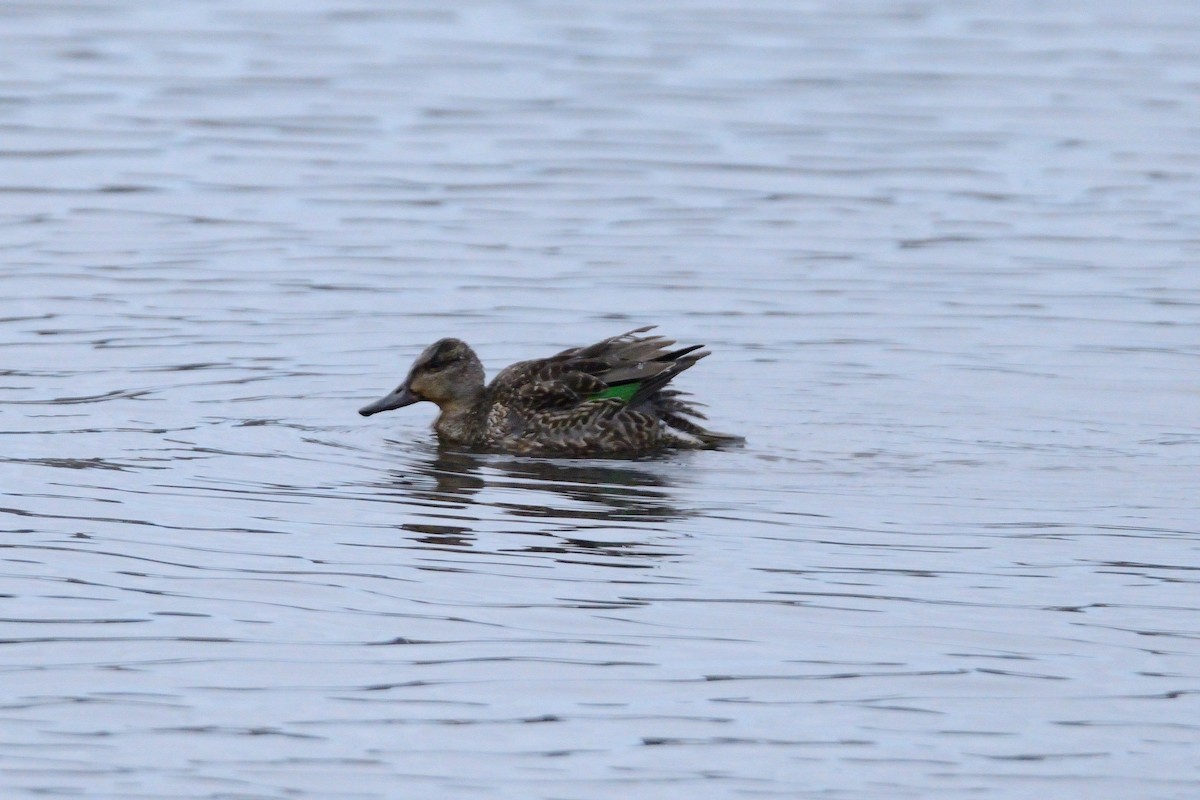 Green-winged Teal - Franklin Clemens